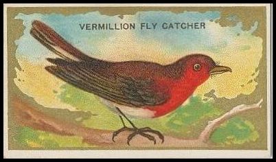 46 Vermillion Flycatcher